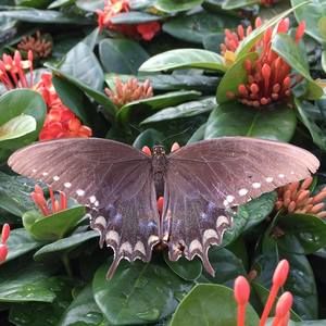 Meet your Posher, Kallie